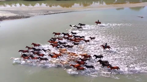 Thousands of galloping horses create splashes of water, and the magnificent Stock Footage 337542605