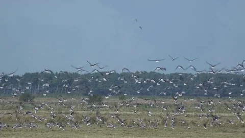 Thousands of geese take to the sky 4K Stockbeeldmateriaal 82447225