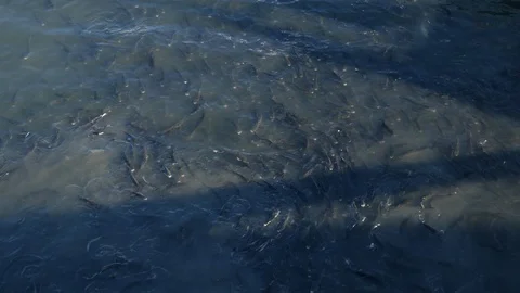 Thousands of grey mullet fish feeding in the River Douro, Porto, Portugal 動画素材 105013415