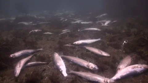 Thousands of Herring oxygen death 스톡 동영상 42952394