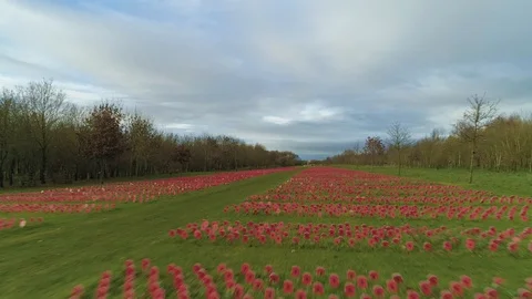 Thousands of individual poppies in rows leading to memorial, drone aerial 4K Stock-Footage 101214847