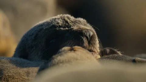 Thousands of jaws mating together Video stock 318016660