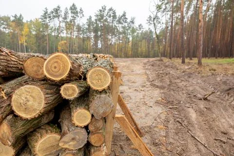 Thousands of logs stacked after the storm that destroyed the woods. Pile of Stock Photos