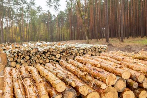 Thousands of logs stacked after the storm that destroyed the woods. Pile of Stock Photos