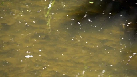 Thousands of Midges flying back and forth over a pond Stock Footage 107996118