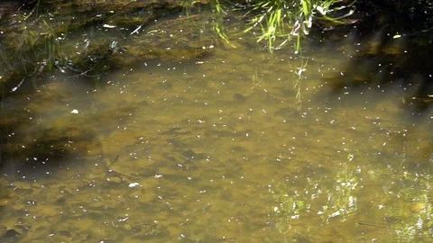 Thousands of Midges flying back and forth over a pond Stock Footage 107996301