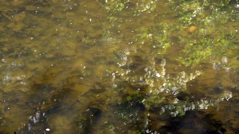 Thousands of Midges flying back and forth over a pond Stock Footage 107996451