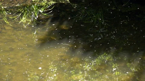 Thousands of Midges flying back and forth over a pond Stock Footage 107996582