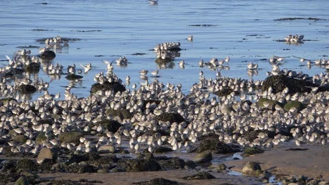 Thousands of Migrating Arctic Terns resting at Half Moon Bay Heysham on Stock Footage 120771997