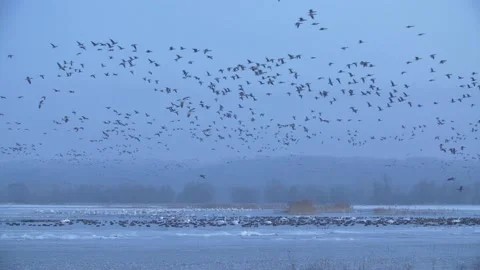 Thousands of migrating birds at roosting spot in beautiful winter landscape Stock Footage 181609364