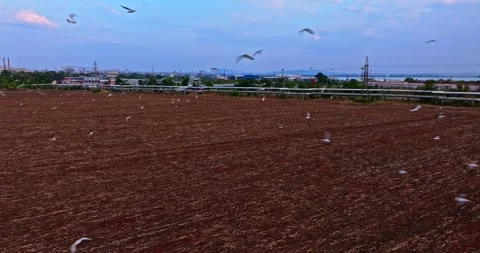 Thousands Of Migrating Doves Flying Off To Warm Countries From Industrial 库存影片 300447808