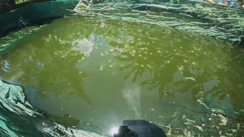 Thousands of moly fish Stock Footage 272710326