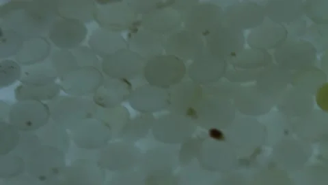 Thousands of nurdles (plastic pellets) agitated, shaken, floating close-up Stock Footage 157779103