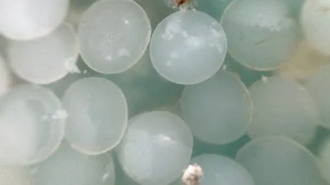 Thousands of nurdles (plastic pellets) and micro plastic float on water surface Stock Footage 157694947