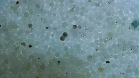 Thousands of nurdles (plastic pellets) floating in liquid Stock Footage 157779249