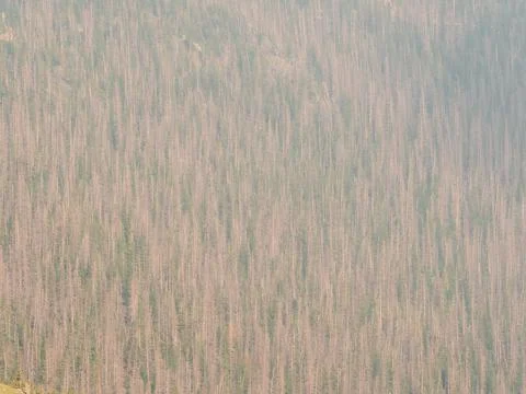 Thousands of pine tree on the side of a mountain in the rockies of Colorado.  Stock Photos