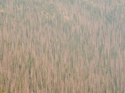 Thousands of pine tree on the side of a mountain in the rockies of Colorado. Stock Photos