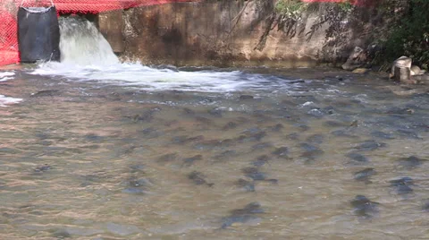 Thousands of salmon jumping and swimming at Bowmanville fish ladder in Autumn Stock Footage 36965564