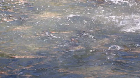 Thousands of salmon jumping and swimming at Bowmanville fish ladder in Autumn Stock Footage 36967372