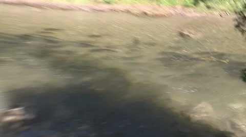 Thousands of salmon jumping and swimming at Bowmanville fish ladder in Autumn Stock Footage 36967487