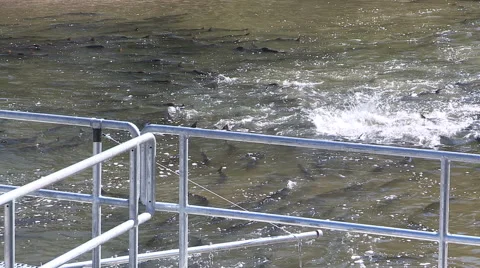 Thousands of salmon jumping and swimming at Bowmanville fish ladder in Autumn Stock Footage 41914664