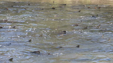 Thousands of salmon jumping and swimming at Bowmanville fish ladder in Autumn Stock Footage 41915901