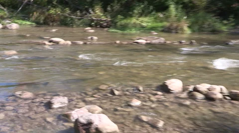 Thousands of salmon jumping and swimming at Bowmanville fish ladder in Autumn Stock Footage 41917074