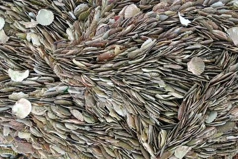 Thousands of scallop shells packed together on a beach Stock Photos