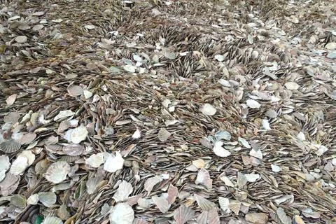 Thousands of scallop shells packed together on a beach Stock Photos