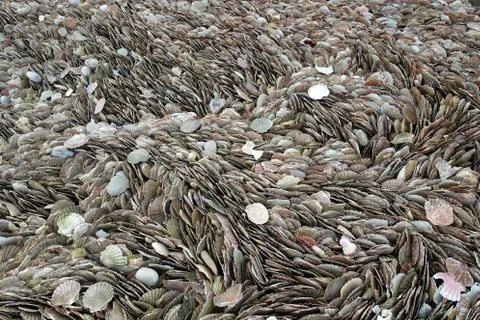 Thousands of scallop shells packed together on a beach Stock Photos