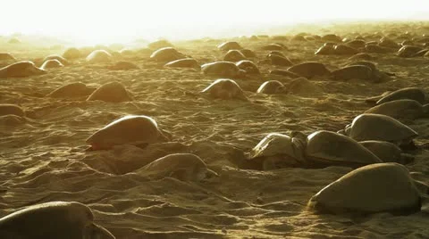Thousands of sea turtles nesting 스톡 동영상 12544798