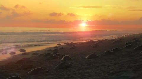 Thousands of sea turtles nesting Stock Footage 22609861