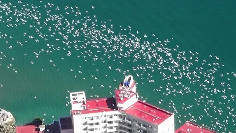 Thousands of seagulls fliying. Stock Footage 112058991