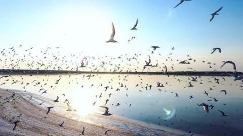 Thousands of seagulls at sunset Stock Photos