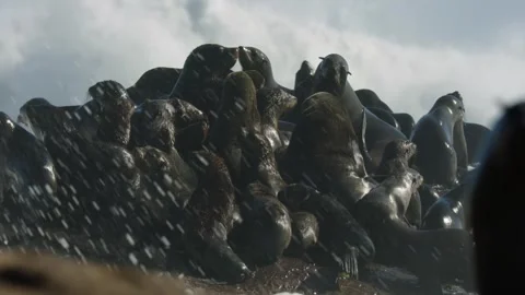 Thousands of seals together to mate Video stock 318016574