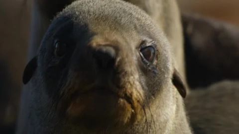 Thousands of seals together to mate Video stock 318016662