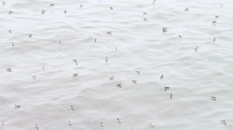 Thousands of small birds float on  surface of  sea Video stock 48228533