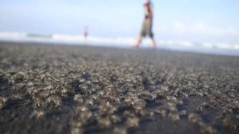 Thousands of small crabs walking on the beach Stock Footage 312185115