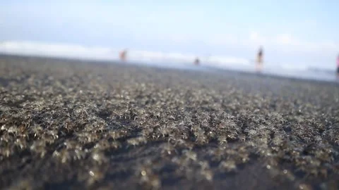 Thousands of small crabs walking  on the beach Stock Footage 312185116