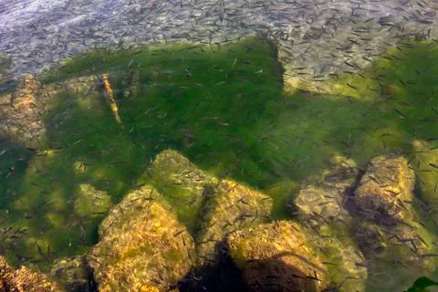 Thousands of small fish. Stock Photos