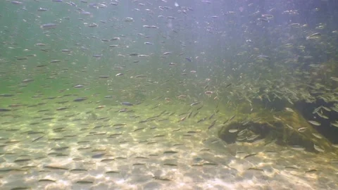Thousands of small fish swarm along the ocean floor Stock Footage 135363337