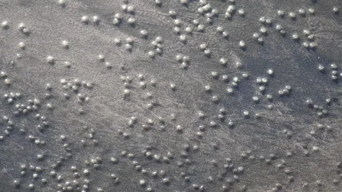 Thousands of small ghost crabs on the beach sand Stock Footage 312185037