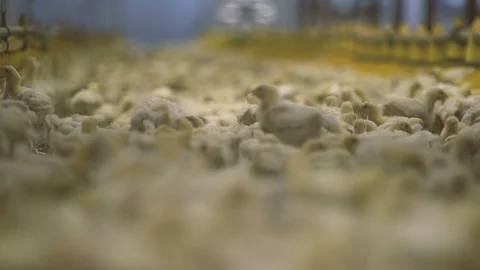 Thousands of small hens lying and sleeping water in a long incubator factory Stock Footage 99279338