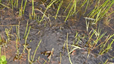 Thousands of small tadpoles Stock Footage 75803566