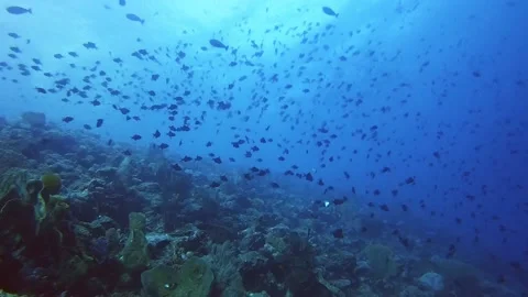 Thousands of small trigger fish swimming and feeding above a coral reef Stock Footage 154242193