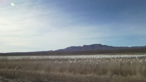 Thousands of Snow Geese Feeding in Marsh - Wide Pan Stock Footage 59594886