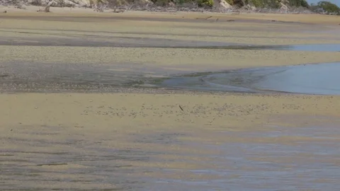 Thousands of soldier crabs walking on beach Stock Footage 71383883