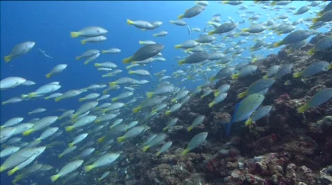 Thousands of spawning Parrotfish swimming towards camera Stock Footage