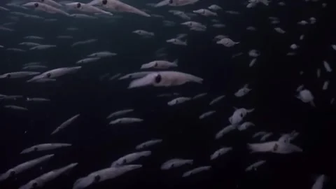 Thousands of squid new born babies Stock-Footage 305366773