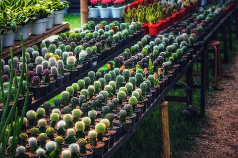 Thousands of tiny cacti fill black pots, creating a captivating, vibrant scen Foto stock